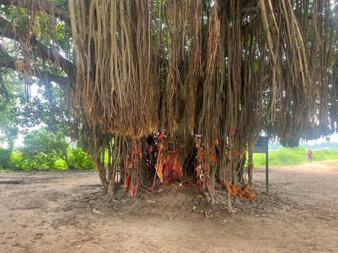 Large banyan tree with hanging aerial roots adorned with colourful prayer ribbons and offerings.