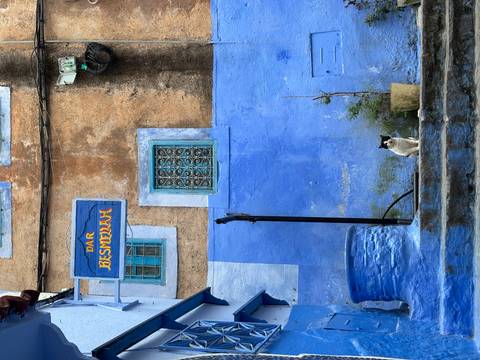 Blue-washed alley in Chefchaouen with a black-and-white cat sitting beside a potted tree.