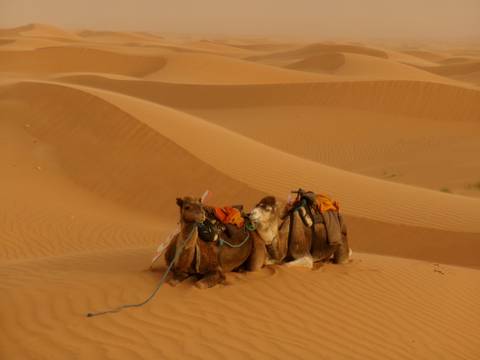 Pair of pack camels resting on rippled orange dunes of the Sahara at dusk.
