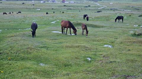 Open green valley dotted with grazing horses and small puddles, with distant farm buildings under a cloudy blue sky.