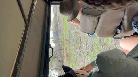 Tourists inside a safari vehicle photograph a pride of lions roaming a grassy plain