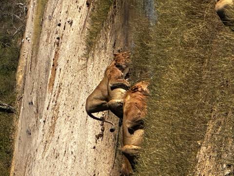 A pride of lions crouches to drink from a shallow waterhole in dry bushland.