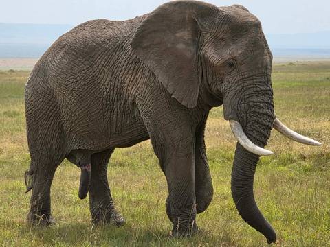 Close-up side view of an African elephant standing on open savannah.