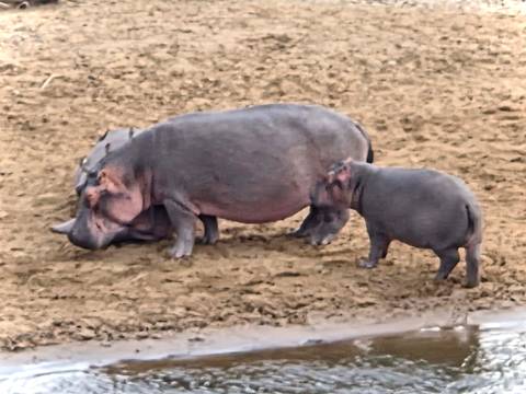 Adult and juvenile hippo stand on muddy ground near shallow water.