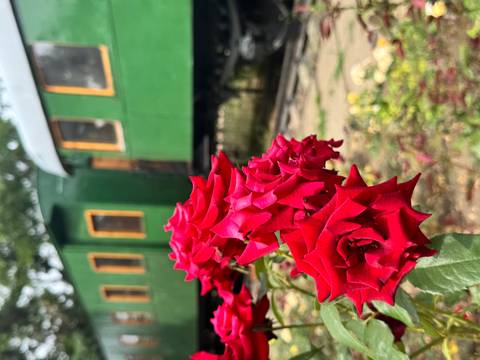 Bright red roses in focus with a vintage green railcar blurred in the background.