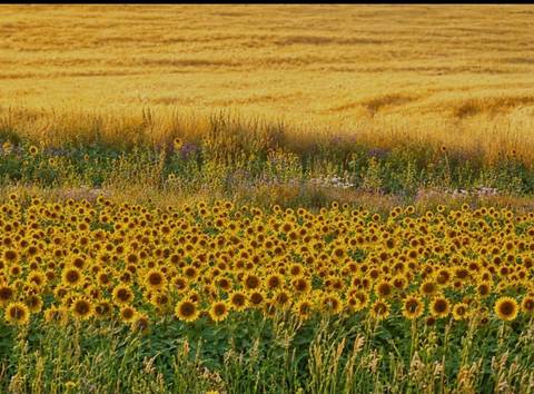 Endless golden field of blooming sunflowers under a warm afternoon light.