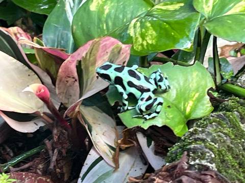 Close-up of a turquoise-and-black poison dart frog perched on a glossy green leaf among tropical foliage.