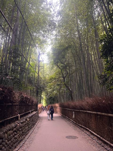 Towering bamboo stalks form a lush green corridor in Arashiyama bamboo grove.