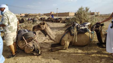 Resting camels with saddles wait beside travellers preparing for a desert ride near an adobe village.