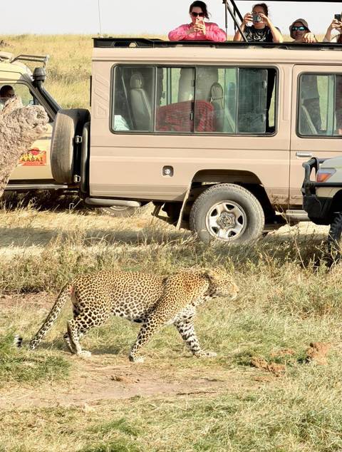 A wild leopard prowls past safari vehicles parked on a dry grass plain in bright daylight.