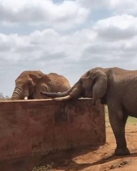 Two African elephants lean their trunks over a brick water trough on an open savanna.