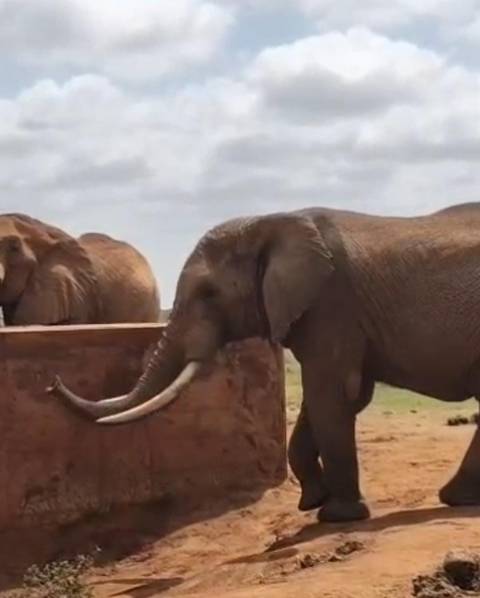 Side view of elephant with long ivory tusks drinking at a man-made waterhole while another feeds behind.