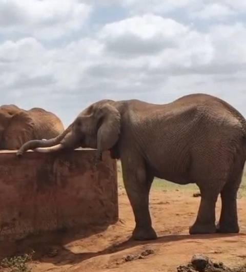 Elephant rests its trunk over a low wall at a watering hole on a dusty plain beneath a bright sky.