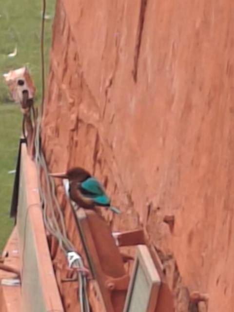 A very blurry image of a bird with turquoise feathers perched on a railing beside a red sandstone wall.