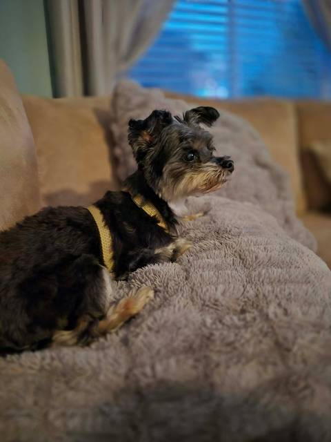 Small dog resting on a plush couch indoors
