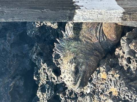 Close-up of a marine iguana basking on dark volcanic rocks, showing textured scales and spines.