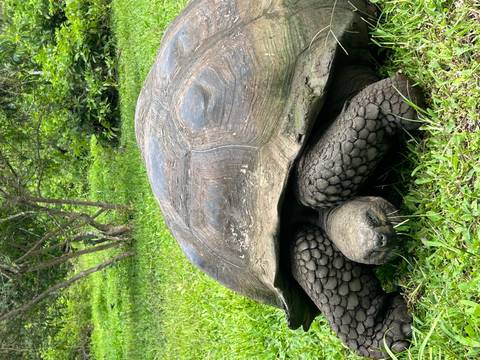Large Galapagos giant tortoise grazing on green grass amid lush vegetation.