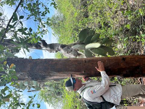 A guide in outdoor gear explains a tree and cactus plants along a lush trail under blue sky.