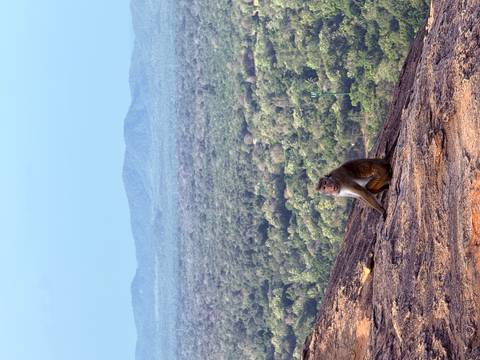 A lone macaque sits on a rocky ledge overlooking endless green forest and distant hills.