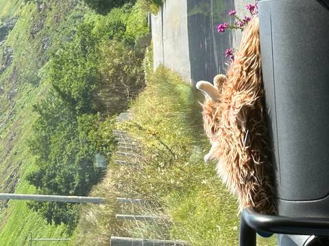 View through a car windscreen featuring a plush Highland cow toy and rural Scottish road ahead.