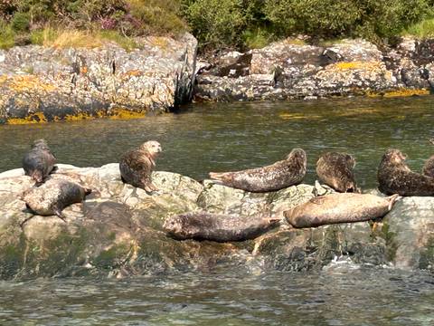 Group of seals resting on seaweed-covered rocks in clear coastal waters.