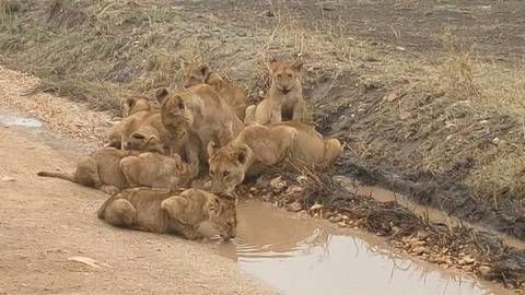 A pride of young lions drinks from a muddy puddle beside a dirt track on safari.