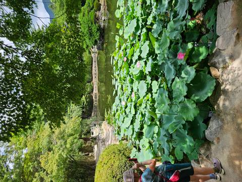Serene pond covered with lush green lotus leaves and scattered pink flowers beneath tree canopy.