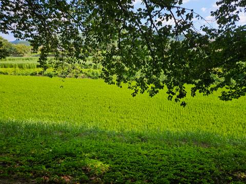 Vibrant green rice paddies stretching out beneath the shade of overhanging tree branches.