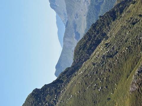 Flock of sheep grazes on a steep grassy mountainside with ridges fading into the distance.