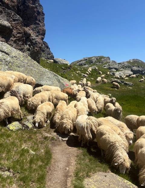 Close-up of a large flock of woolly sheep crowding against alpine rocks on a sunny day.