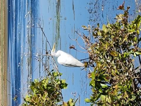 White egret perched on branch above wetland lagoon with lily pads