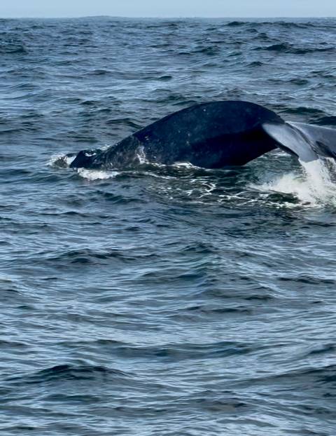 Partial view of a whale tail splashing as it dives into choppy ocean water