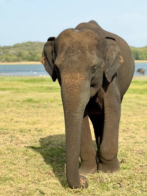 Asian elephant standing on an open grassy plain near a shimmering lake in bright sunlight.