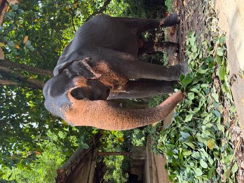 Asian elephant feeding on a pile of fresh leaves beneath lush jungle canopy.