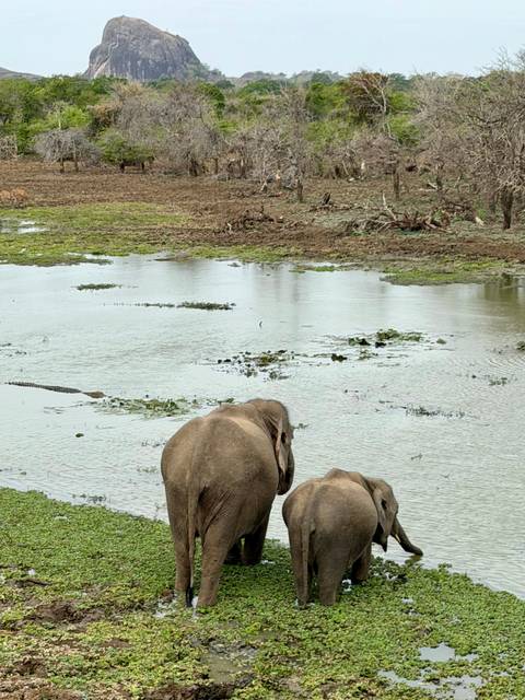 Pair of elephants wading in a shallow waterhole within a green wetland landscape.