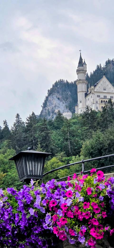 Neuschwanstein Castle peeks through misty evergreen forest on a steep Bavarian mountainside.