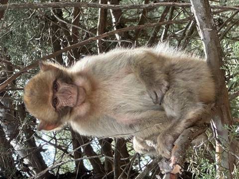 Close-up of a Barbary macaque perched on a tree branch amid woodland.