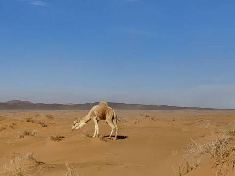 Lone camel grazing on sparse shrubs in a vast sandy desert under a clear blue sky.