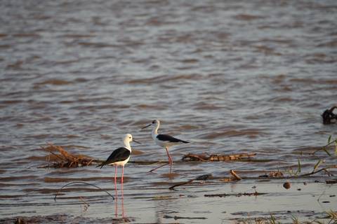 Two black-winged stilts stand in shallow rippling water with bits of driftwood and reeds.