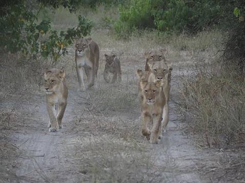 Southern Africa Overland Safari & Participation Camping customer review photo