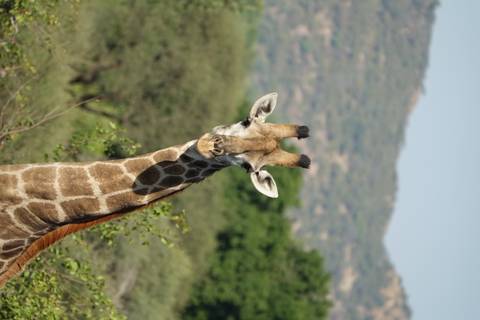 Portrait of a giraffe looking toward the camera with blurred hills and green trees behind.