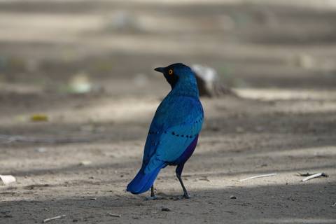 Bright blue glossy starling stands on sandy ground, highlighted against a muted background.