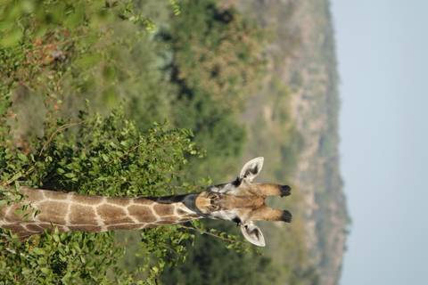 Another portrait of a giraffe amid green foliage with distant blurred landscape.