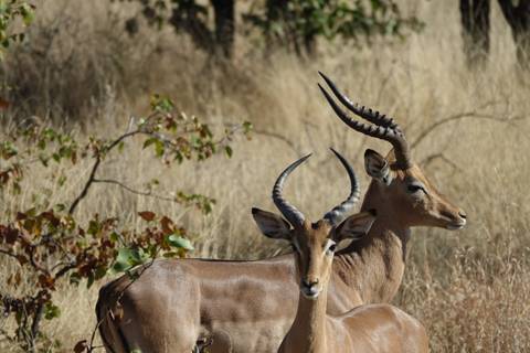 Two impalas with elegant curved horns stand alert in dry grassland.