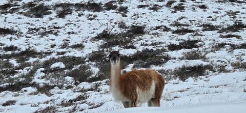 Lone guanaco standing alert in a snowy Patagonian landscape with low shrubs.
