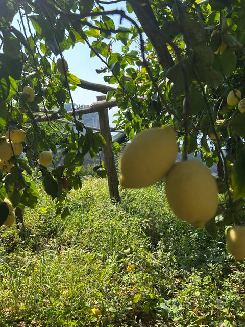 Close-up of lemons hanging from a shaded orchard with blurred foreground fruit.