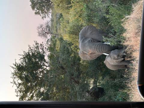 An adult elephant shields its calf among dense bush at dusk.
