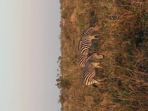 Three zebras graze on dry savanna grassland under a hazy sky.