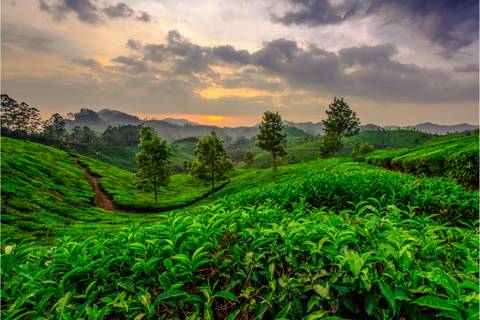 Sunset light bathes rolling green tea plantations and misty hills in Kerala’s highlands.