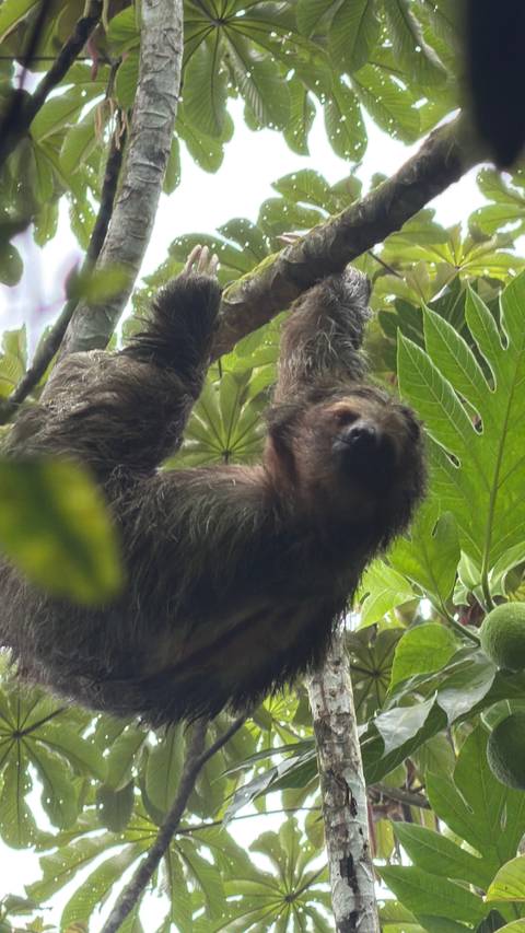 Close-up of a sloth hanging lazily among green jungle leaves